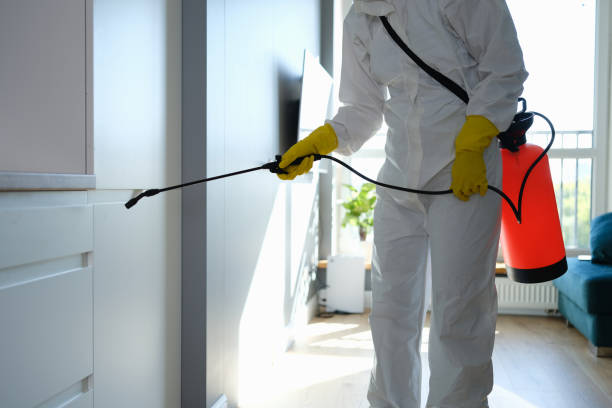 Mold Odor Removal Services in Queens, NY